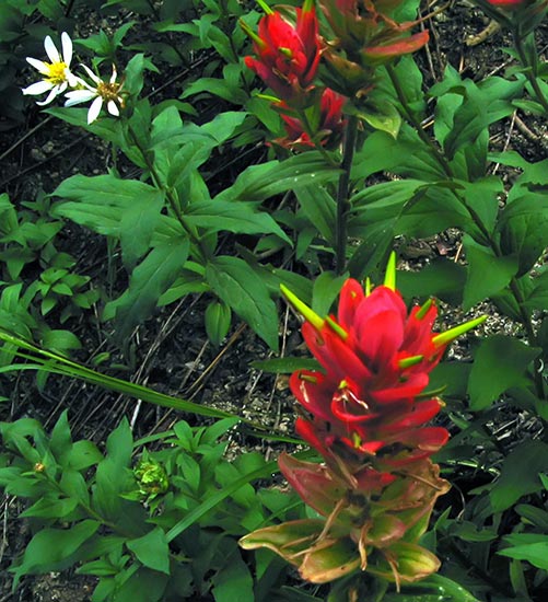 paint brush wildflower